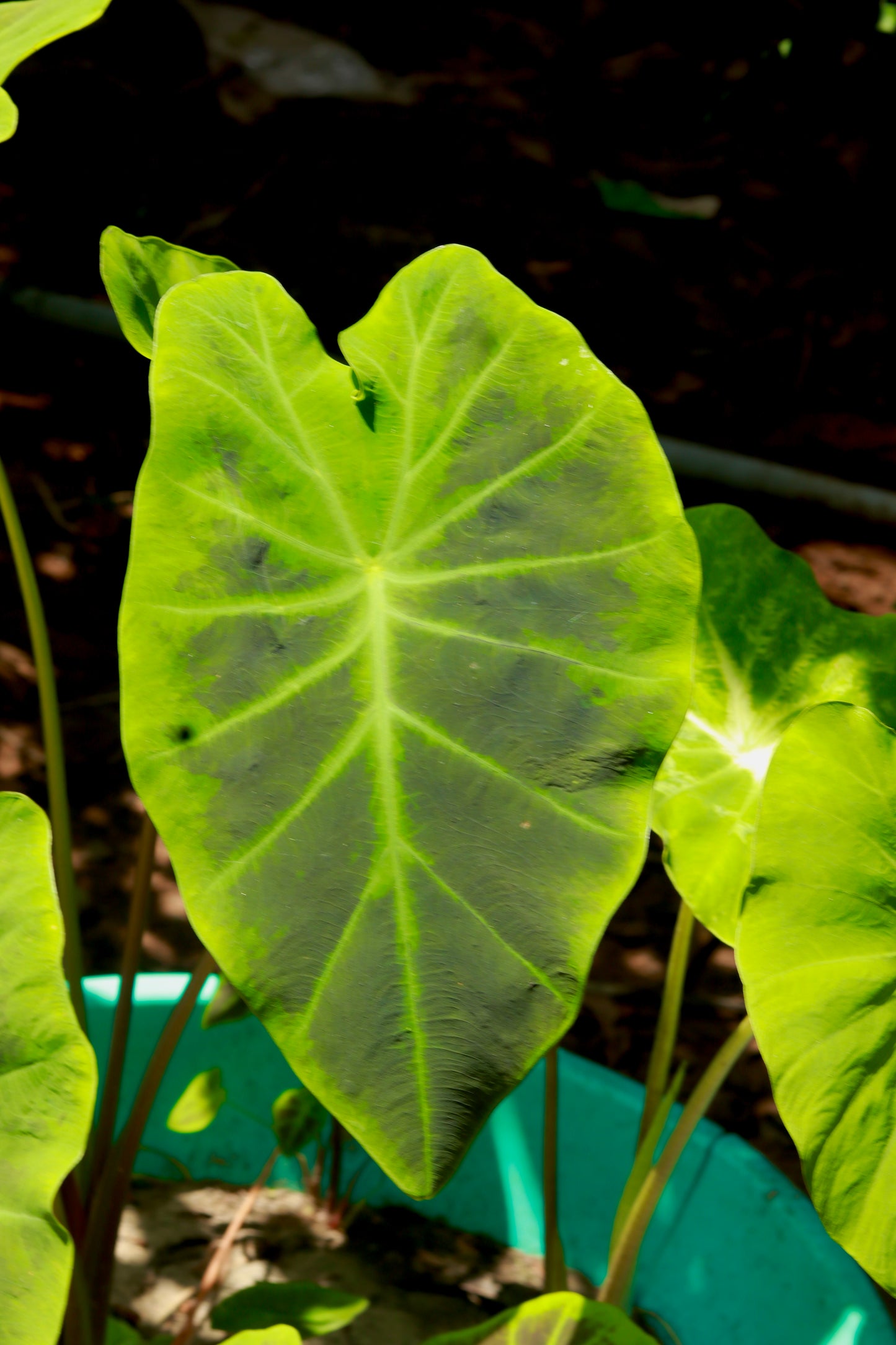 Colocasia Illustris - The Tropical Showstopper!