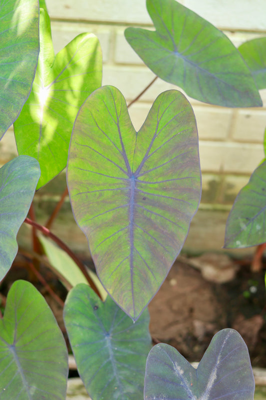 Colocasia Black Magic Variegated – Green with a Magical Touch!
