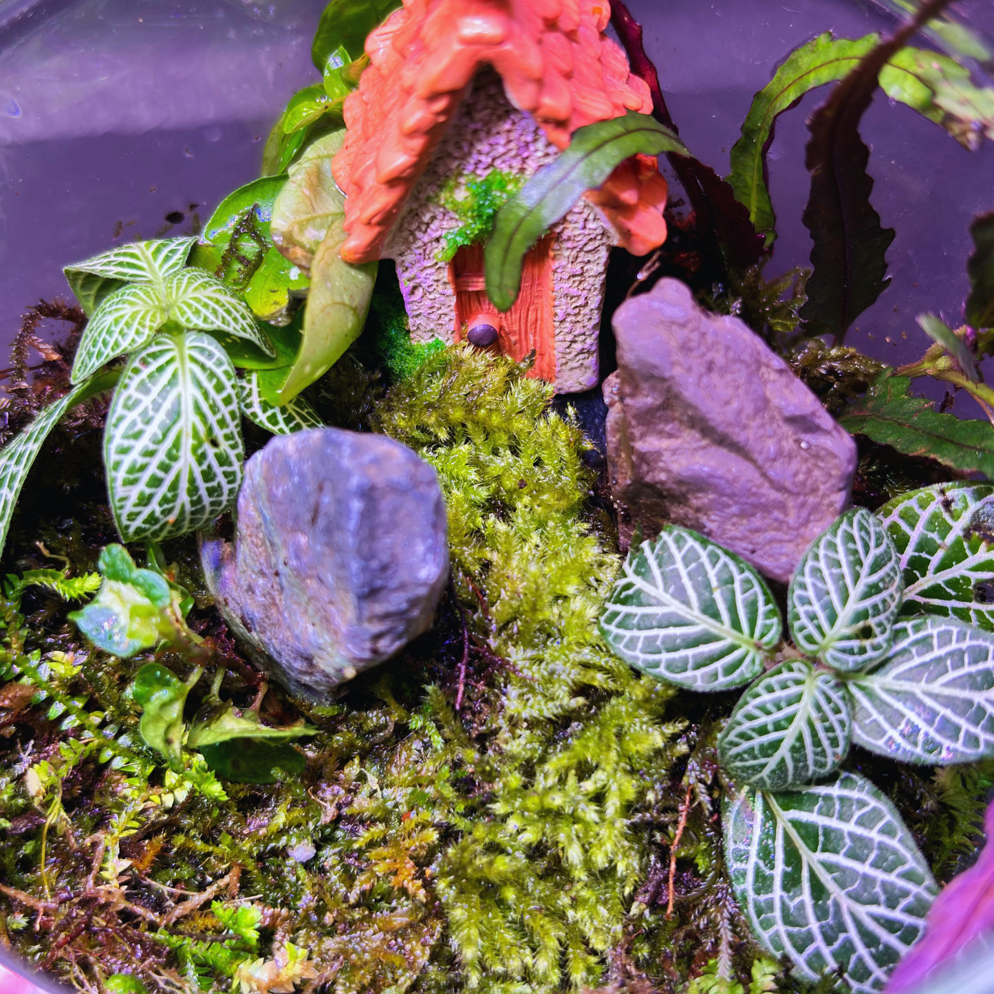 Forest Dome Terrarium (Closed Live Ecosystem - UltraClear)