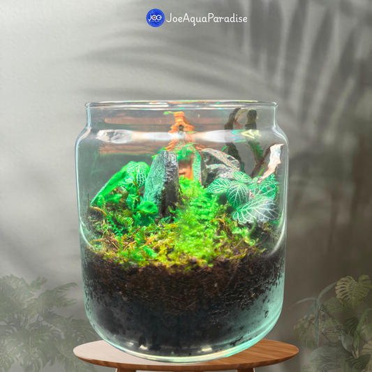 Forest Dome Terrarium (Closed Live Ecosystem - UltraClear)
