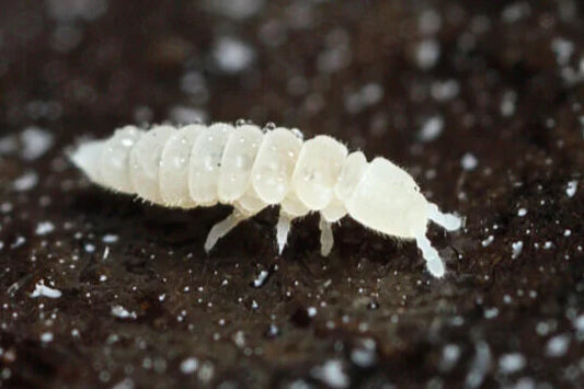 White Springtails - Terrarium Clean-Up Crew (15+pcs)