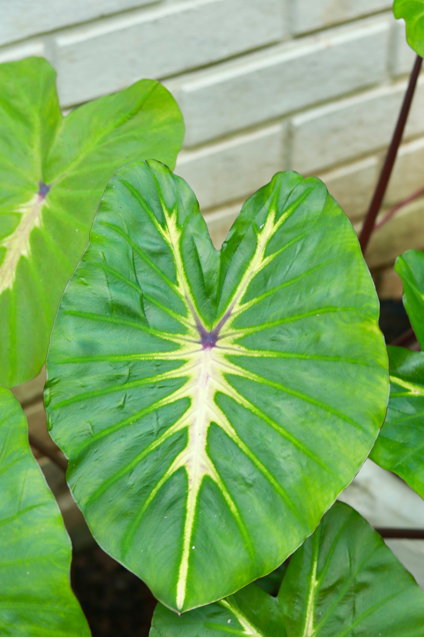 Colocasia White Lava – The Tropical Glow of Nature!