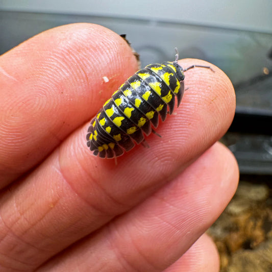 Gestroi Yellow Spotted Isopods for terrarium(1PC)