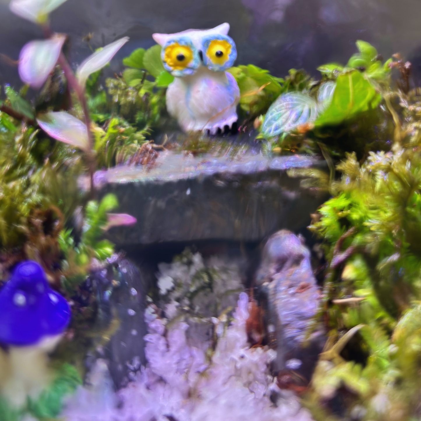 Beginner Closed Terrarium(Normal Glass)