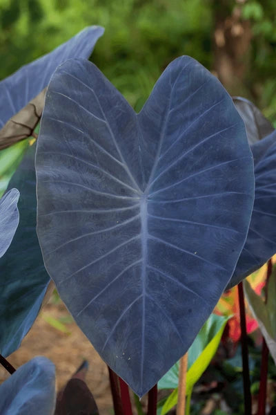 Colocasia Black Magic – The Dark Charm of the Tropics!