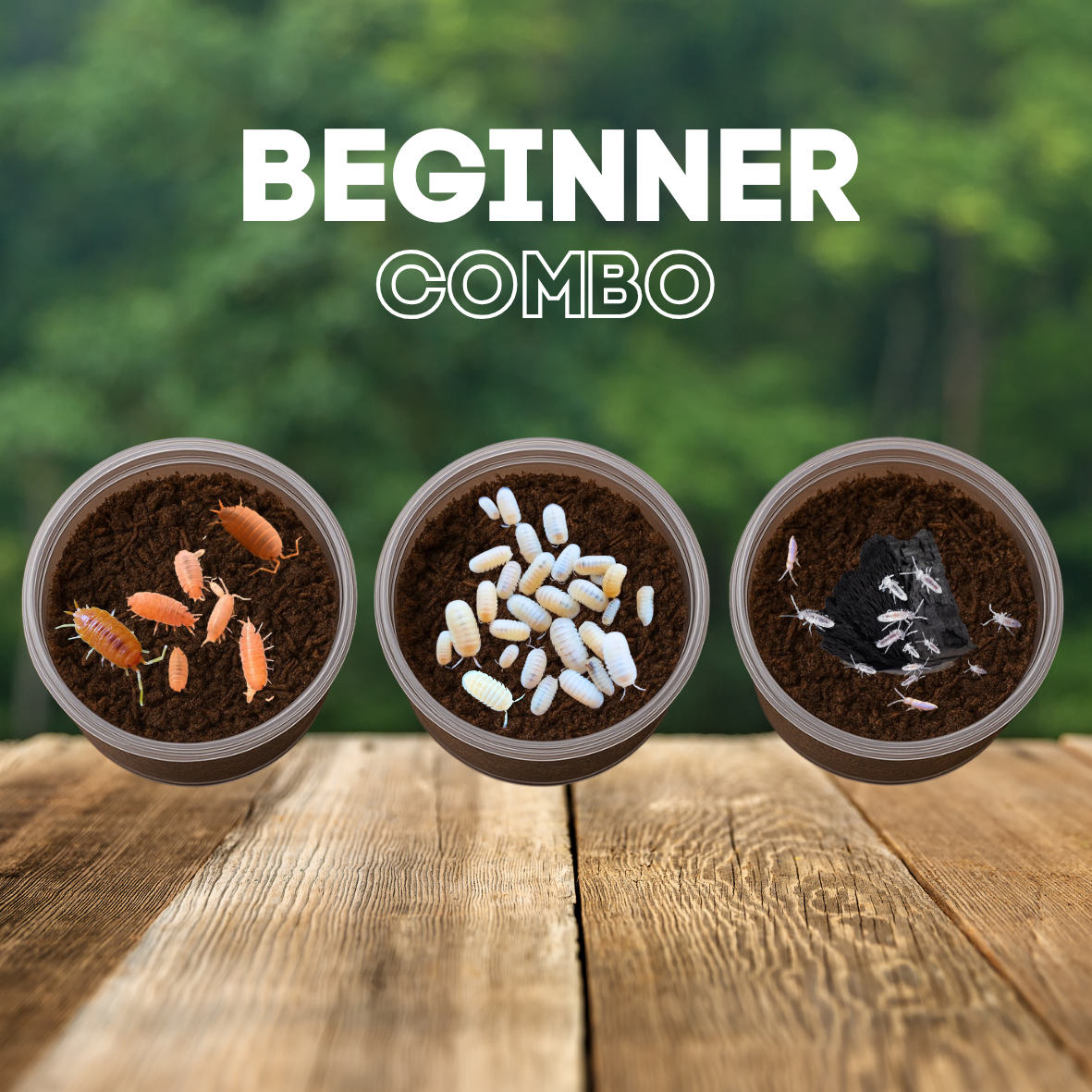 Beginner Bundle -22 Isopods & Springtail culture (Save ₹100!)