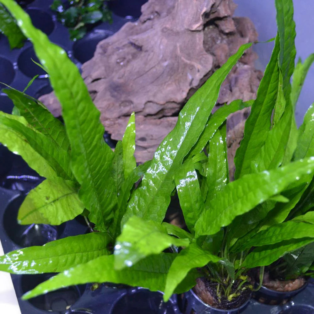 Java Fern ‘Philippine’ (Microsorum pteropus)