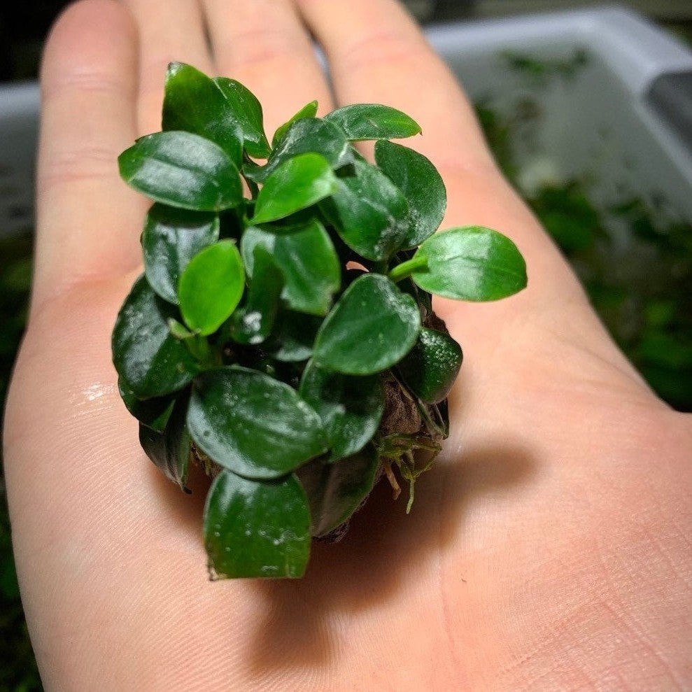 Anubias Nana Petite Lava Rock