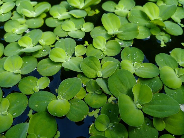 Dwarf Water Lettuce – Floating Aquarium Plant | Natural Shade & Nitrate Control