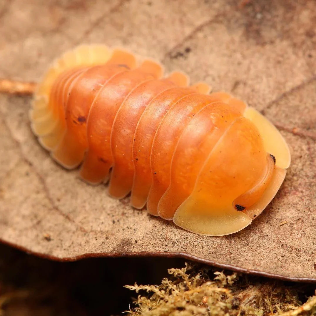 Isopods & Springtails