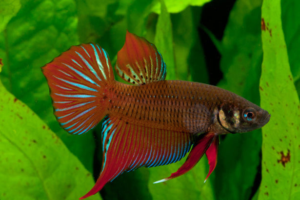Benjarong Betta Pair  – Rare Thai Wild Betta with Multicolor Pattern (Imported)