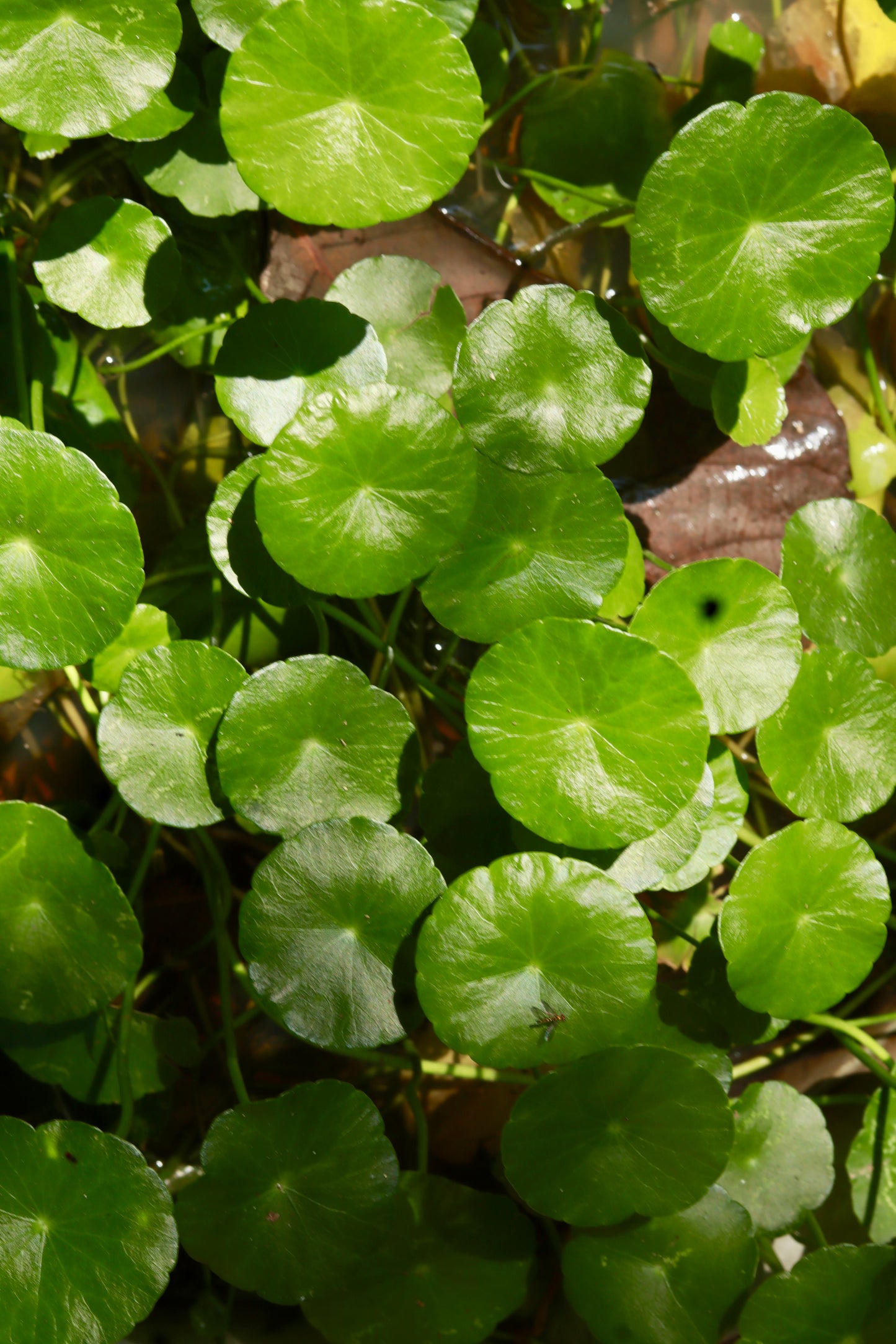 Water Pennywort (Hydrocotyle spp)