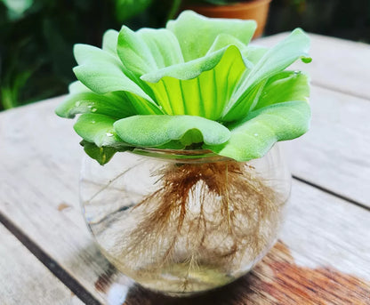 Water Lettuce (Pistia stratiotes) – Big Variety