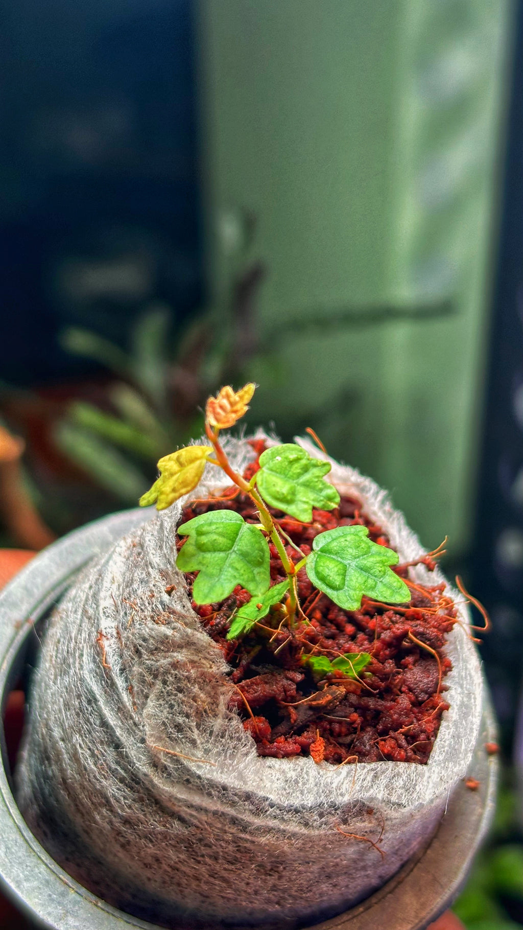 Ficus Pumila Quercifolia, Miniature Oak Leaf Fig(Single) – Rare Terrarium Plant (Jiffy bag size)