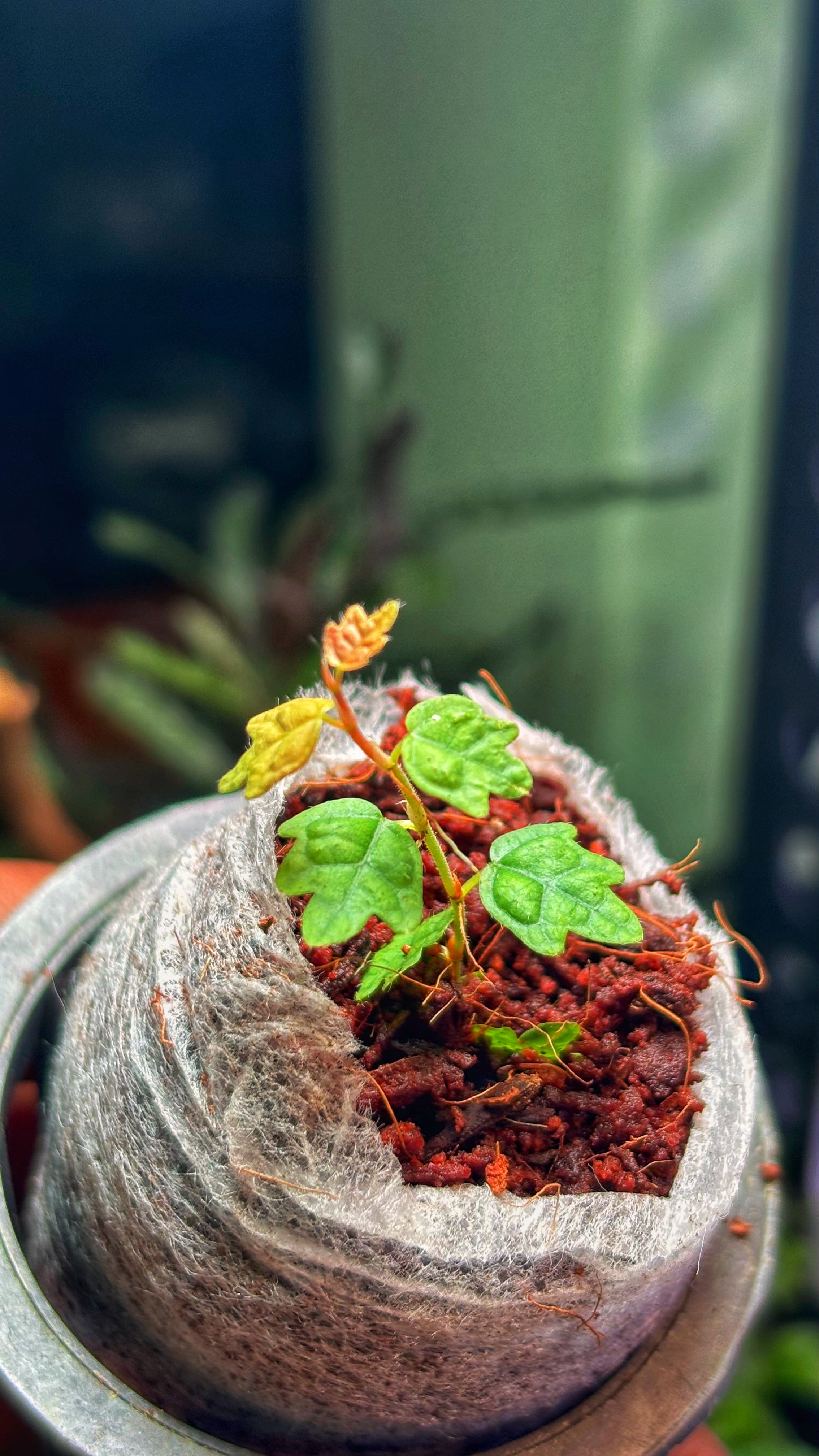 Ficus Pumila Quercifolia, Miniature Oak Leaf Fig(Single) – Rare Terrarium Plant (Jiffy bag size)