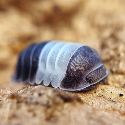 King Panda Isopods 🐼 (10pcs)