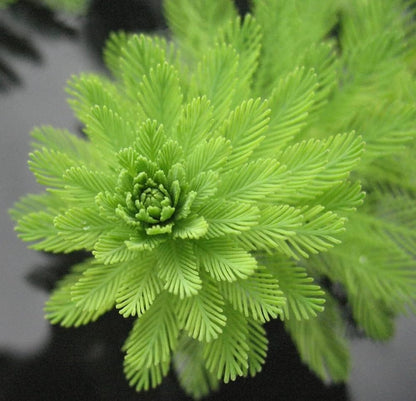 Parrot Feather – The Soft Touch of Nature(Each)