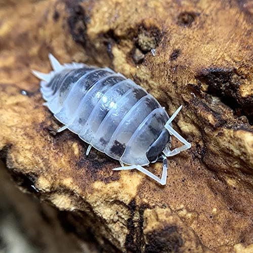 Porcellio laevis “Dairy Cow – White” Isopods(1PC)