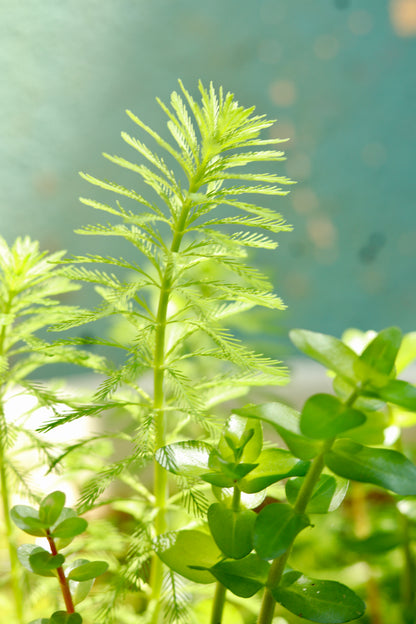 Parrot Feather – The Soft Touch of Nature(Each)