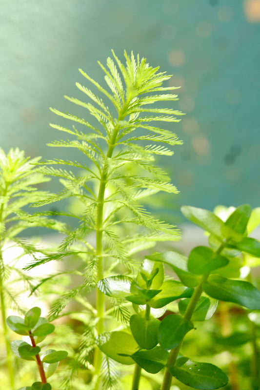 Parrot Feather – The Soft Touch of Nature(Each)