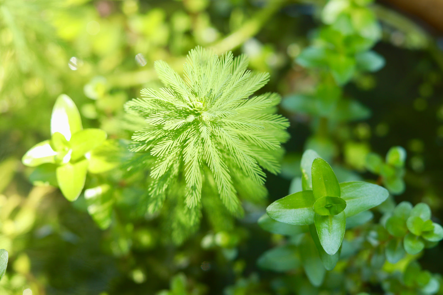 Parrot Feather – The Soft Touch of Nature(Each)