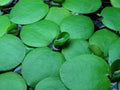 Amazon Frogbit – The Floating Green Wonder(3 Plants)