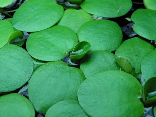 Amazon Frogbit – The Floating Green Wonder(Each)
