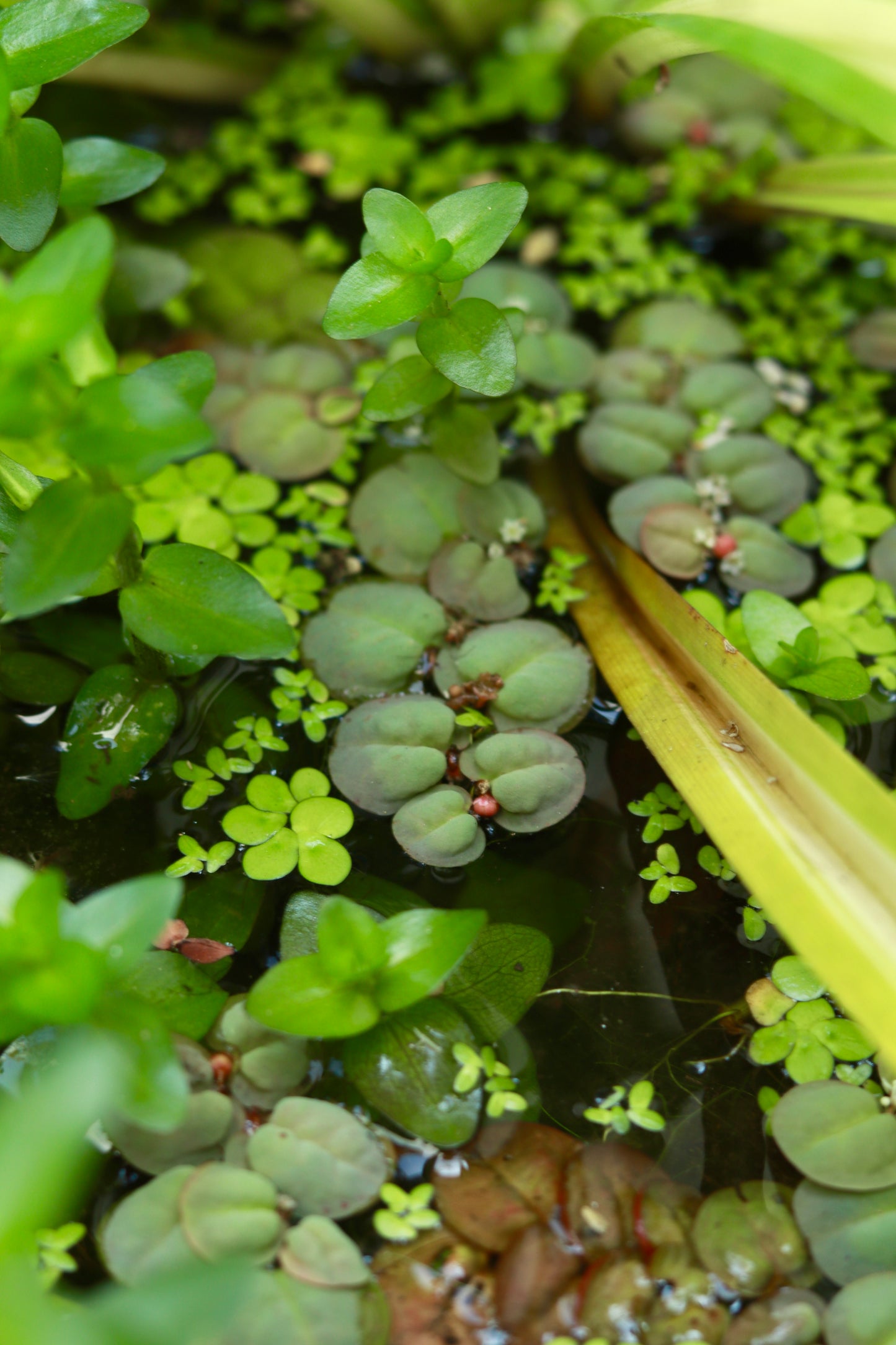 Red Floater – The Blushing Beauty of the Water