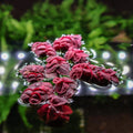 Red Floater Bunch – The Blushing Beauty of the Water