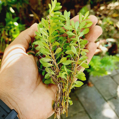 Ludwigia Arcuata – Fine-Leaf Red Stem Plant for Aquariums