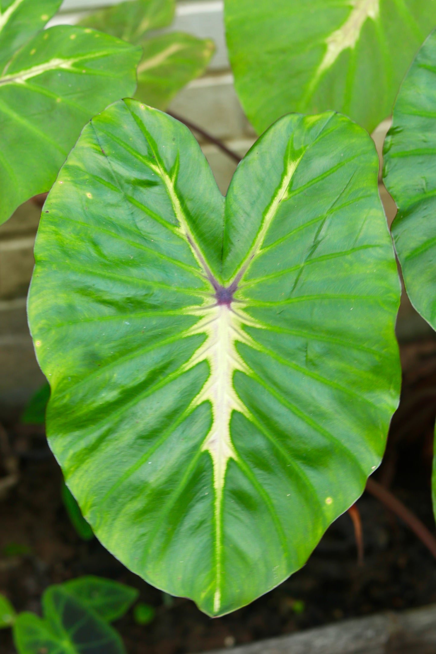 Colocasia White Lava – The Tropical Glow of Nature!