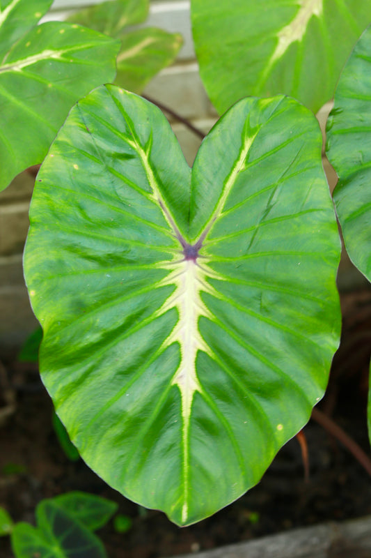 Colocasia White Lava – The Tropical Glow of Nature!