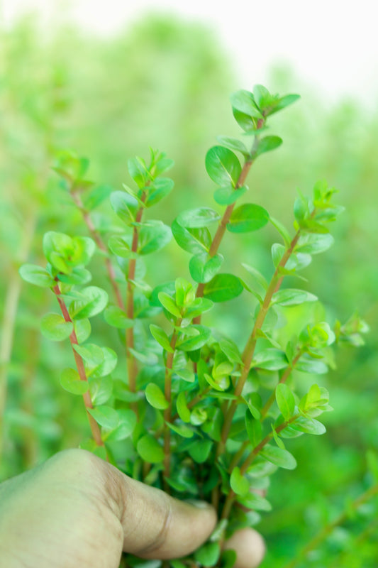 Rotala Red – Vibrant Stem Plant for Aquariums | Easy to Grow