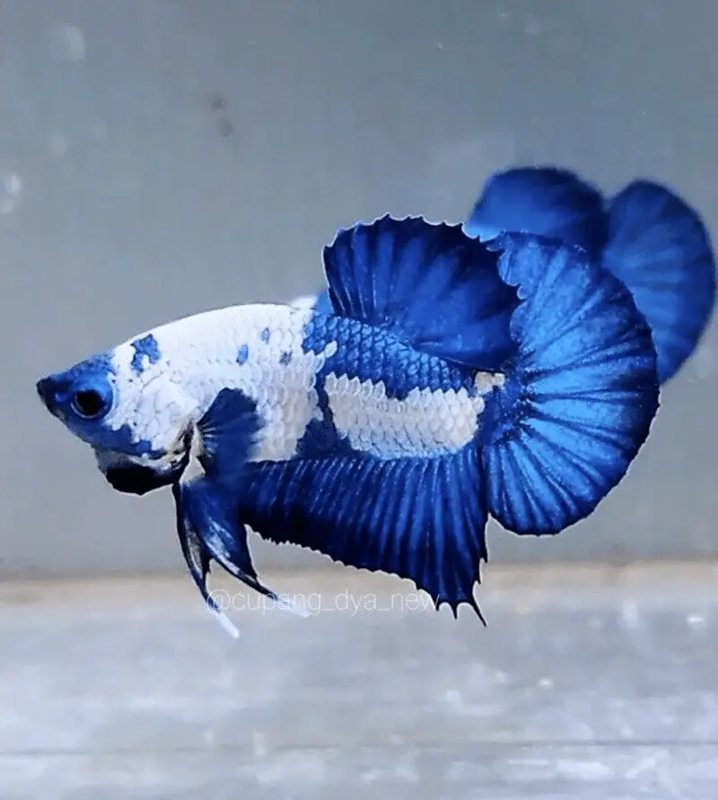 Blue Marble HMPK Betta Pair – (Thailand Import)