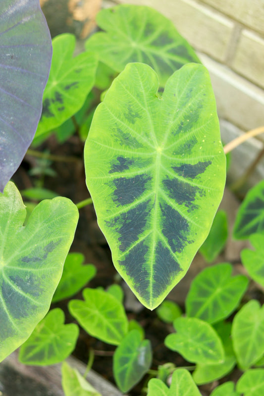 Colocasia Illustris - The Tropical Showstopper!