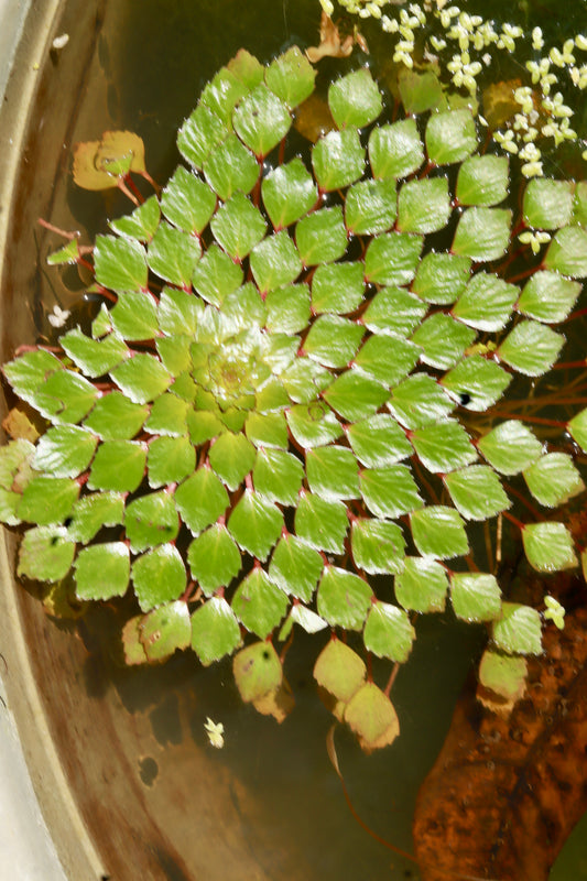 Ludwigia sedioides – The Stunning Water Mosaic Plant!