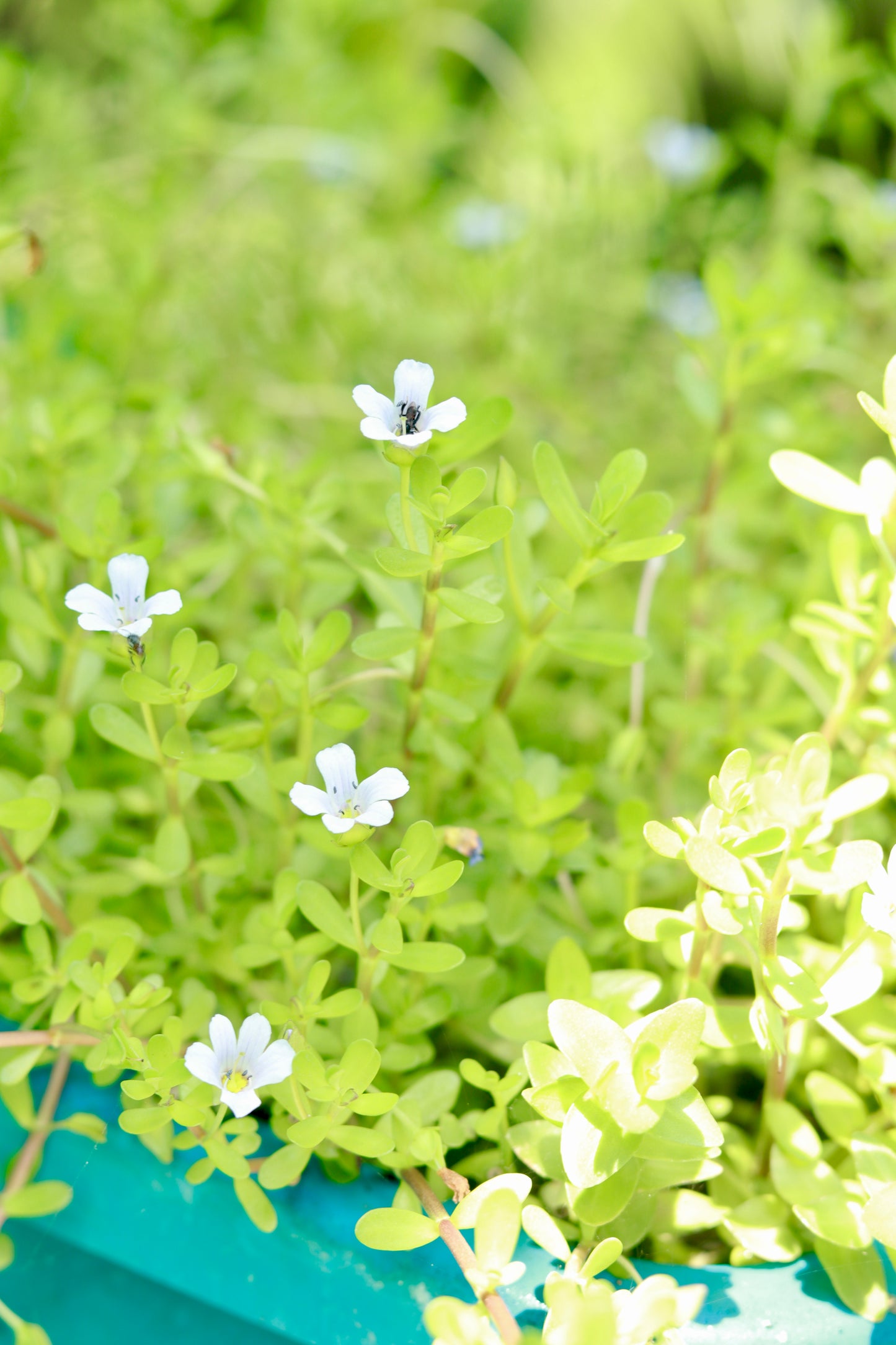 Bacopa monnieri (Water Hyssop- 5stems)