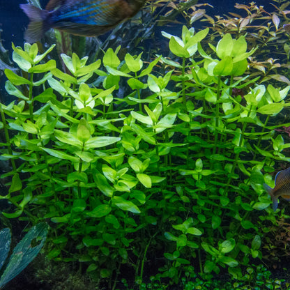 Bacopa Caroliniana – Easy Aquarium Stem Plant | Low Maintenance & Beginner Friendly