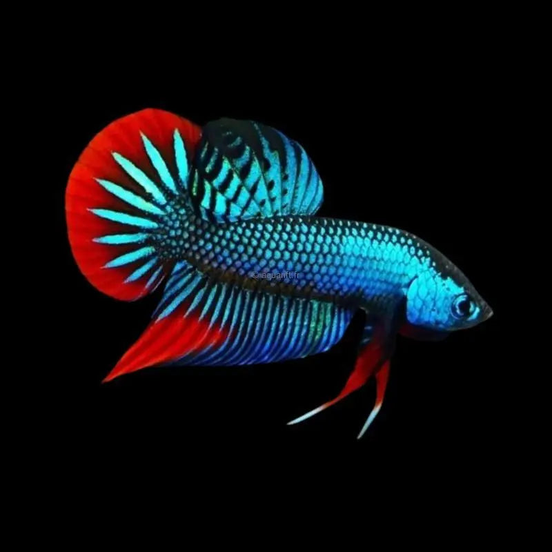 Original Wild Betta imbellis –  Thailand Import Pair