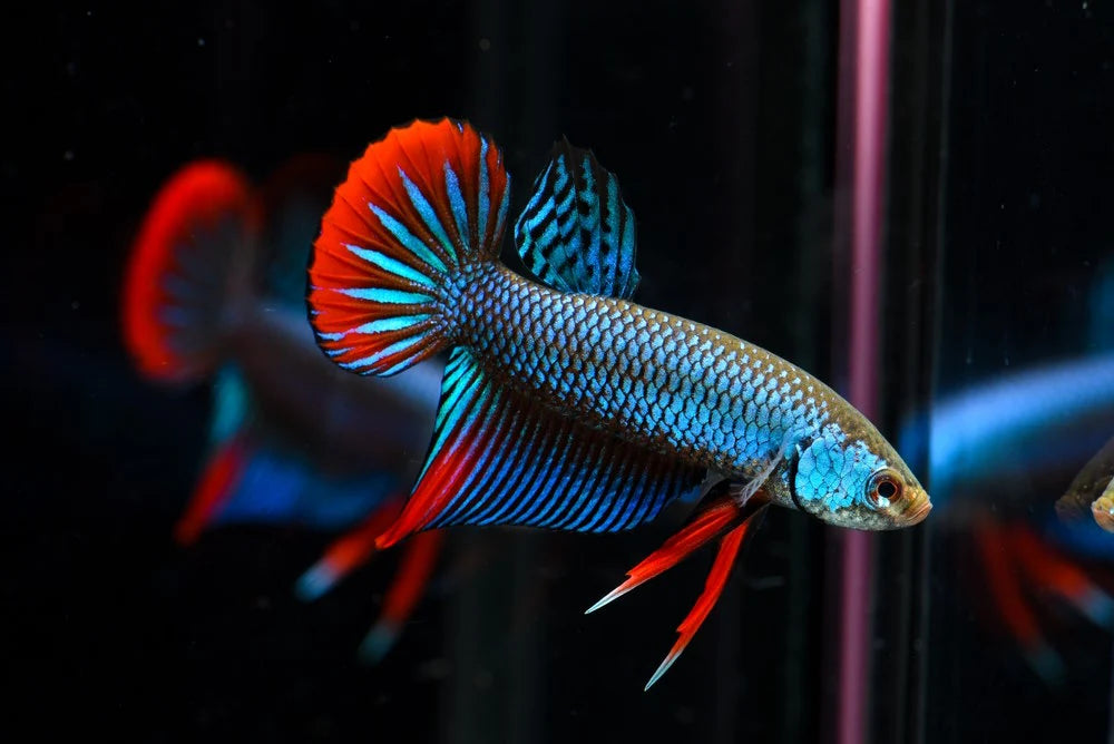 Original Wild Betta imbellis –  Thailand Import Pair
