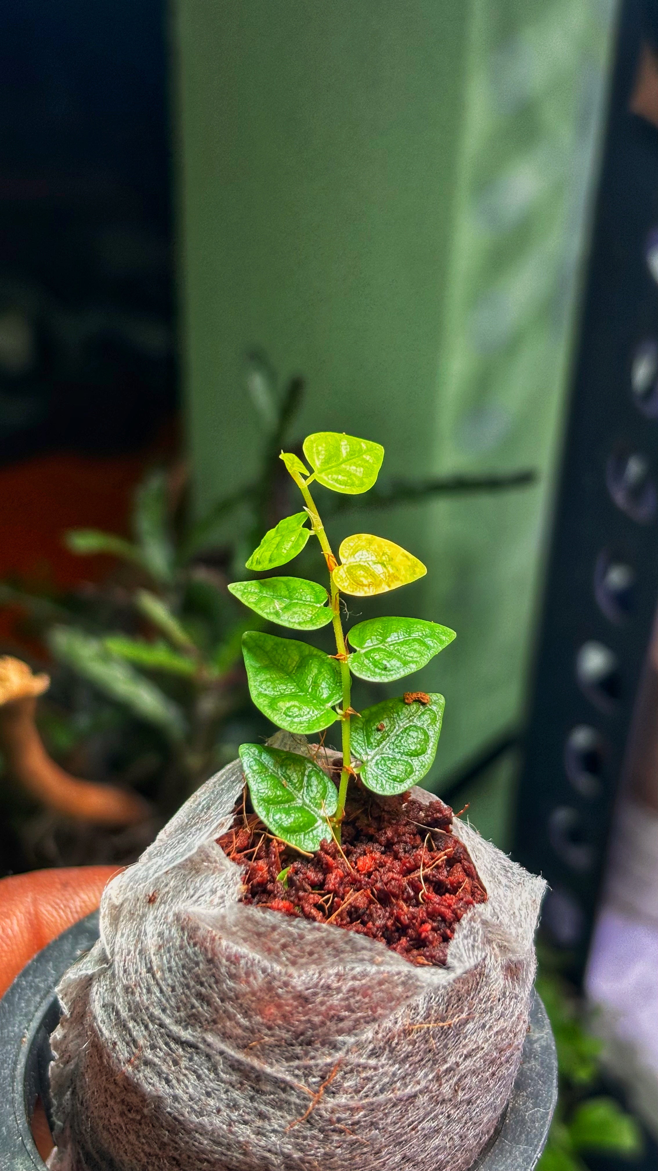 Ficus Pumila Minima(Single) – Rare Terrarium Plant (Jiffy bag size)