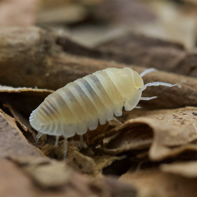 Cubaris Murina White Isopods(10Pcs)