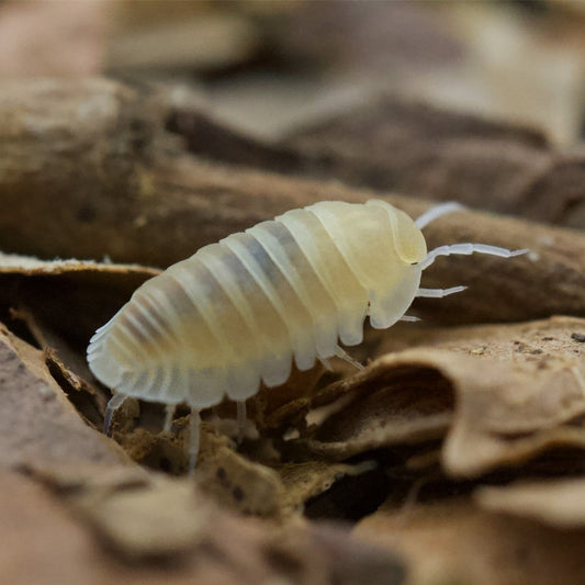 Cubaris Murina White Isopod 10pcs