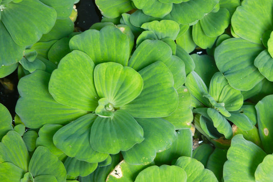 Water Lettuce (Pistia stratiotes) – Big Variety