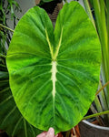 Colocasia 'Nancy's Revenge
