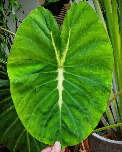 Colocasia 'Nancy's Revenge