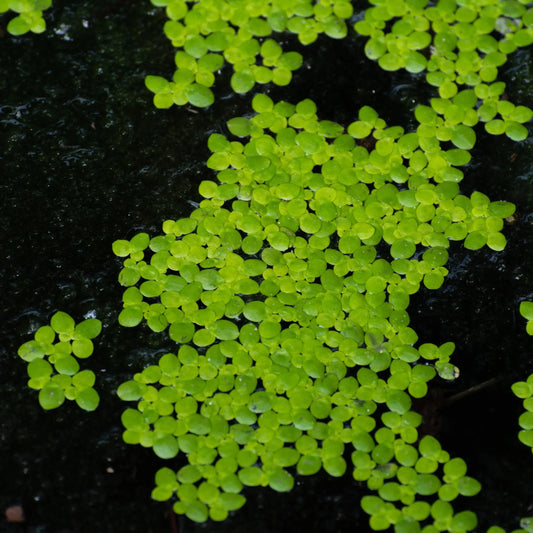 Duckweed Bunch