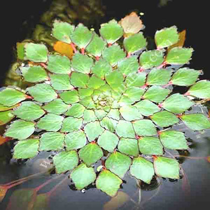 Ludwigia sedioides – The Stunning Water Mosaic Plant!