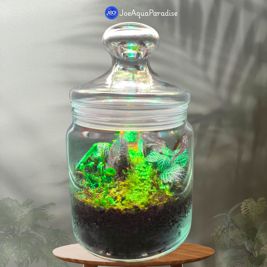 Forest Dome Terrarium (Closed Live Ecosystem  - UltraClear)
