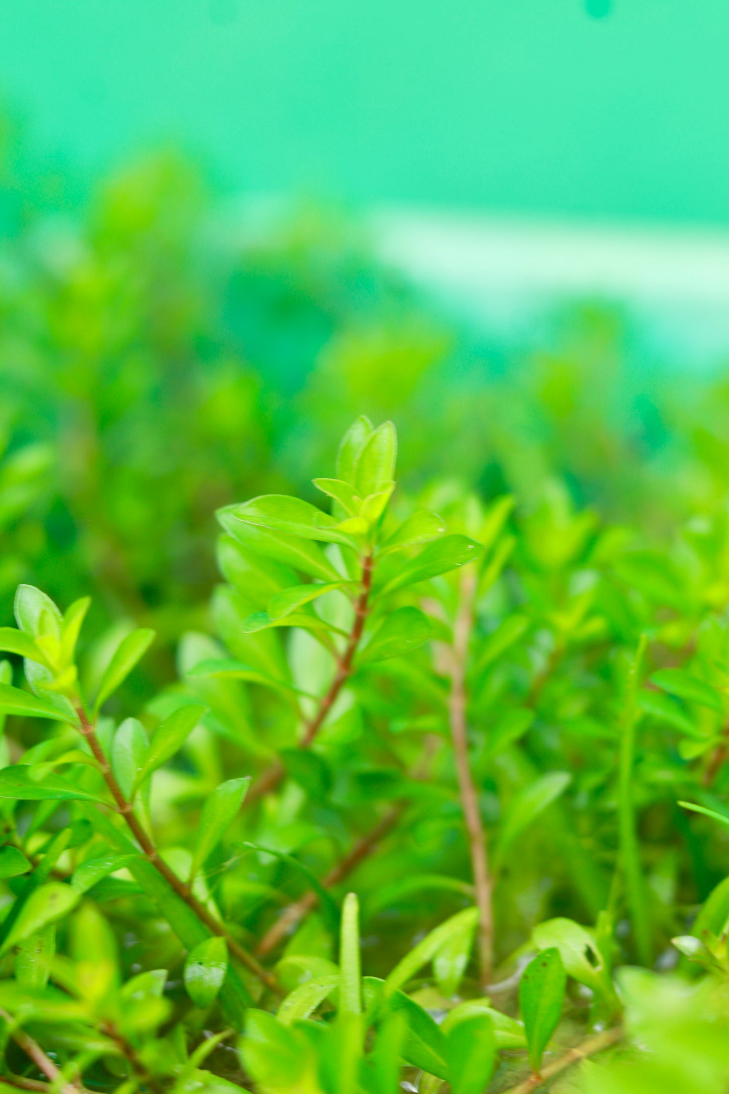 Ludwigia Arcuata – Fine-Leaf Red Stem Plant for Aquariums